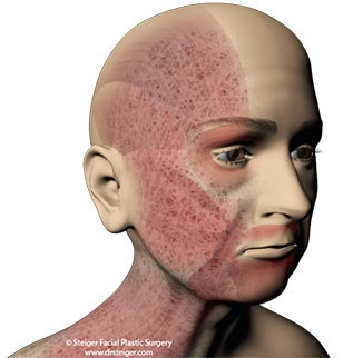 SMAS The muscle layer of the face